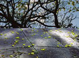Hawthorn Studio & Gallery - Accommodation Coffs Harbour 3