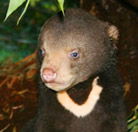 Perth Zoo - Accommodation Coffs Harbour