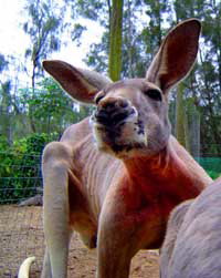 Birdland Animal Park - Accommodation Coffs Harbour 3