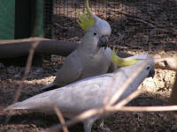 Wirrimbirra Sanctuary - Accommodation Coffs Harbour 1
