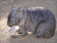 Wirrimbirra Sanctuary - Accommodation Coffs Harbour 2