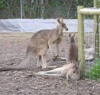 Jirrahlinga Koala  Wildlife Sanctuary - Accommodation Coffs Harbour