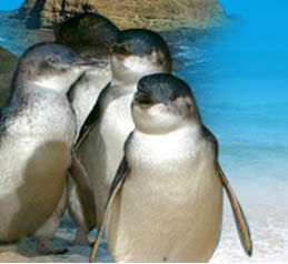 Phillip Island Penguin Parade - Accommodation Coffs Harbour 0