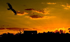 Werribee Open Range Zoo - Accommodation Coffs Harbour 1