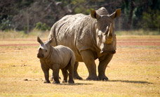 Werribee Open Range Zoo - Accommodation Coffs Harbour 3
