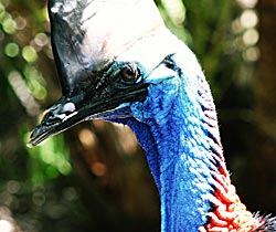 Alma Park Zoo - Accommodation Coffs Harbour 0