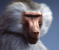 Alma Park Zoo - Accommodation Coffs Harbour 1