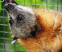Alma Park Zoo - Accommodation Coffs Harbour 2