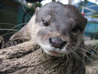 Underwater World - Accommodation Coffs Harbour 1