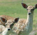 Marapana Wildlife Park - Accommodation Coffs Harbour
