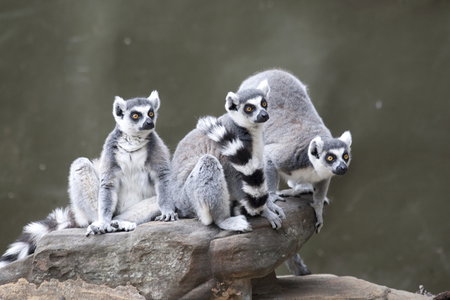 Adelaide Zoo - Accommodation Coffs Harbour 0