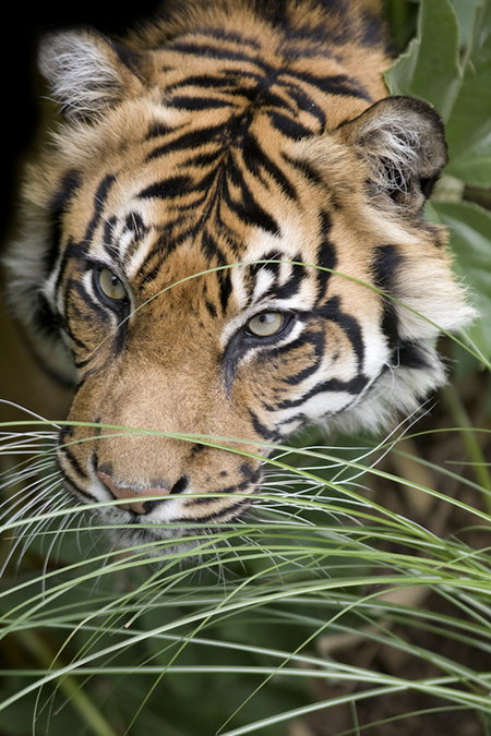 Adelaide Zoo - Accommodation Coffs Harbour 1