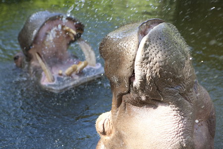 Adelaide Zoo - Accommodation Coffs Harbour 2