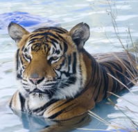 Zoo Doo Wildlife Park - Accommodation Coffs Harbour