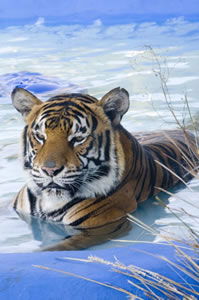 Zoo Doo Wildlife Park - Accommodation Coffs Harbour 0