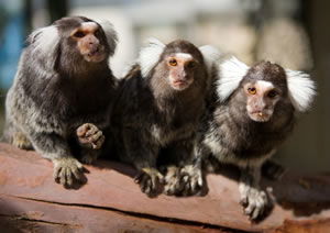Zoo Doo Wildlife Park - Accommodation Coffs Harbour 1