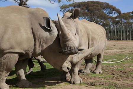 Monarto Zoo - Accommodation Coffs Harbour 0