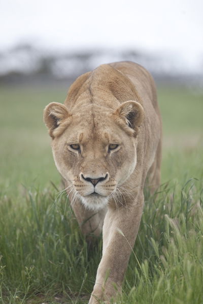 Monarto Zoo - Accommodation Coffs Harbour 2
