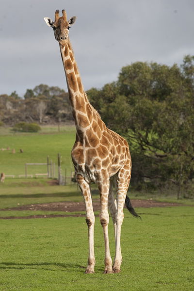 Monarto Zoo - Accommodation Coffs Harbour 3