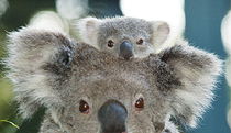  Accommodation Coffs Harbour