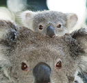 Billabong Koala and Wildlife Park - Accommodation Coffs Harbour