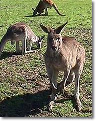 OZe Wildlife - Accommodation Coffs Harbour 1
