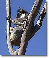OZe Wildlife - Accommodation Coffs Harbour 2