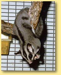 OZe Wildlife - Accommodation Coffs Harbour 3