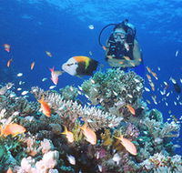 Drop Zone Dive Site - Accommodation Coffs Harbour