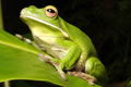 Port Douglas QLD Accommodation Coffs Harbour