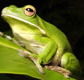 The Rainforest Habitat - Accommodation Coffs Harbour