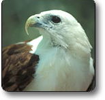 Kakadu National Park - Accommodation Coffs Harbour