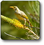 Uluru - Kata Tjuta National Park - Accommodation Coffs Harbour 1