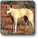 Uluru - Kata Tjuta National Park - Accommodation Coffs Harbour 3