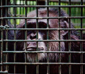 Rockhampton Zoo - Accommodation Coffs Harbour 0