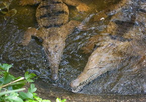 Rockhampton Zoo - Accommodation Coffs Harbour 1