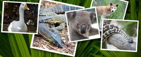 Rockhampton Zoo - Accommodation Coffs Harbour 2