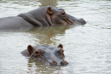 Cairns Wildlife Safari Reserve - Accommodation Coffs Harbour 2