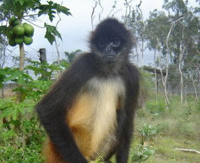 Cairns Wildlife Safari Reserve - Accommodation Coffs Harbour 3