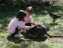 Urimbirra Wildlife Park - Accommodation Coffs Harbour 1