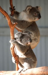 Waterways Wildlife Park - Accommodation Coffs Harbour 1