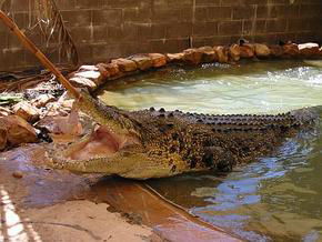 Wyndham Zoological Gardens And Crocodile Park - Accommodation Coffs Harbour 0