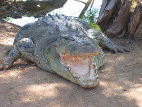 Wyndham Zoological Gardens And Crocodile Park - Accommodation Coffs Harbour 2