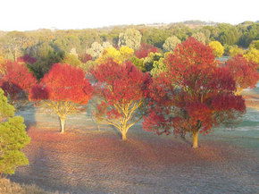 Balloon Adventures Barossa Valley - Accommodation Coffs Harbour 3