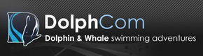 Dolphcom - Dolphin & Whale Swimming Adventures - Accommodation Coffs Harbour 0
