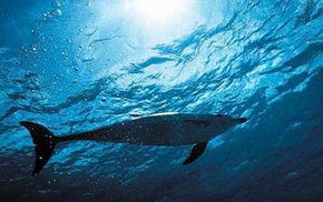 Dolphcom - Dolphin & Whale Swimming Adventures - Accommodation Coffs Harbour 1