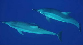Dolphcom - Dolphin & Whale Swimming Adventures - Accommodation Coffs Harbour 3