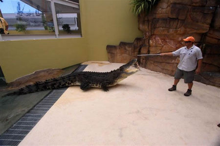 Crocosaurus Cove - Accommodation Coffs Harbour 2