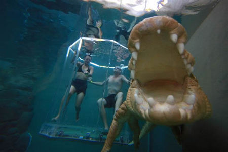 Crocosaurus Cove - Accommodation Coffs Harbour 3