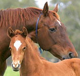 Blue Gum Farm - Accommodation Coffs Harbour